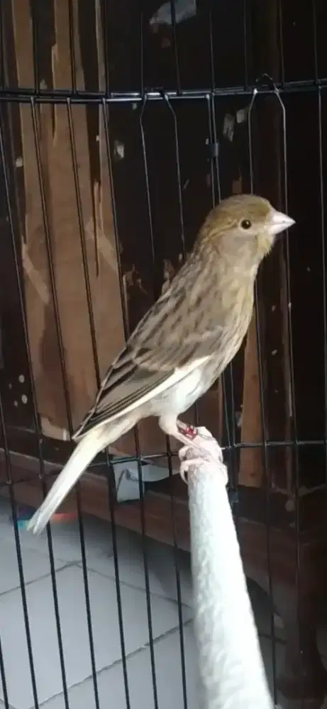 Burung kenari paud jantan