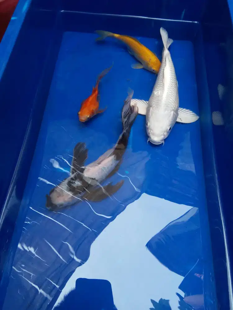 Ikan koi dan ikan tamasaba