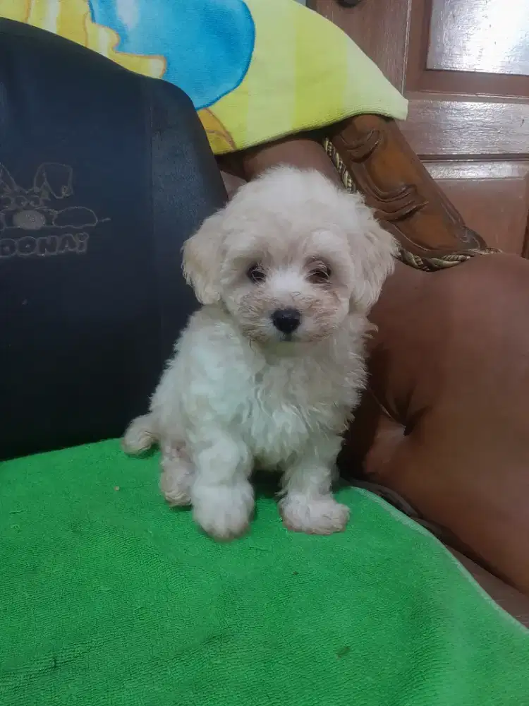 Maltese pudel jantan. Cute