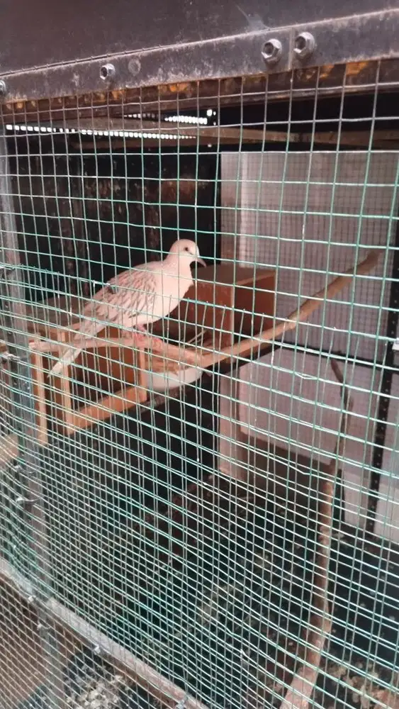 jual tekukur warna leopard jantan  dewasa kuk 2