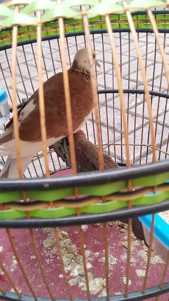 Jual tekukur warna betina dewasa kuk