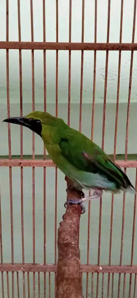 lj0Big sumatera dokor pur ok buah siap