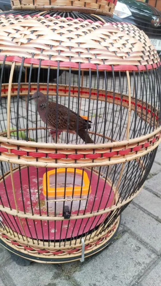 Jual tekukur lokal rawatan jantan dewasa kuk satu rajin bunyi