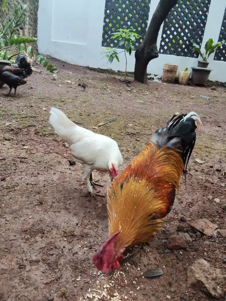Ayam ketawa sepasang