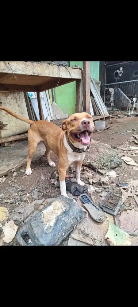 Anjing pitbull Jantan