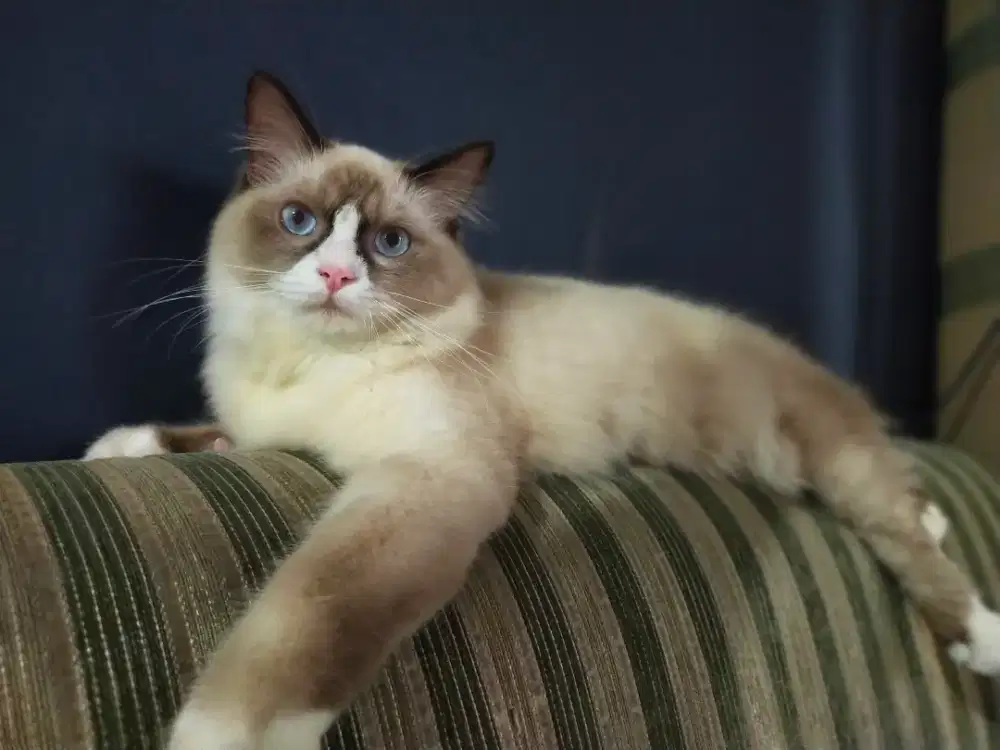 Ragdoll jantan lucu