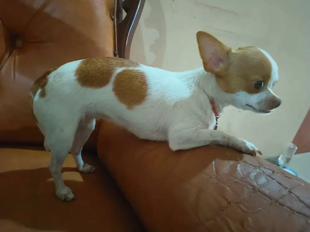 Cari ART serabutan sekaligus partner