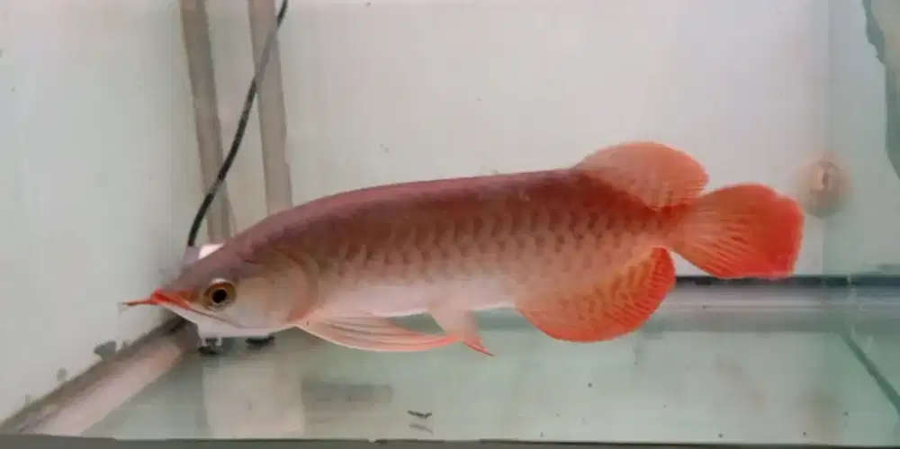Arwana super red 31cm