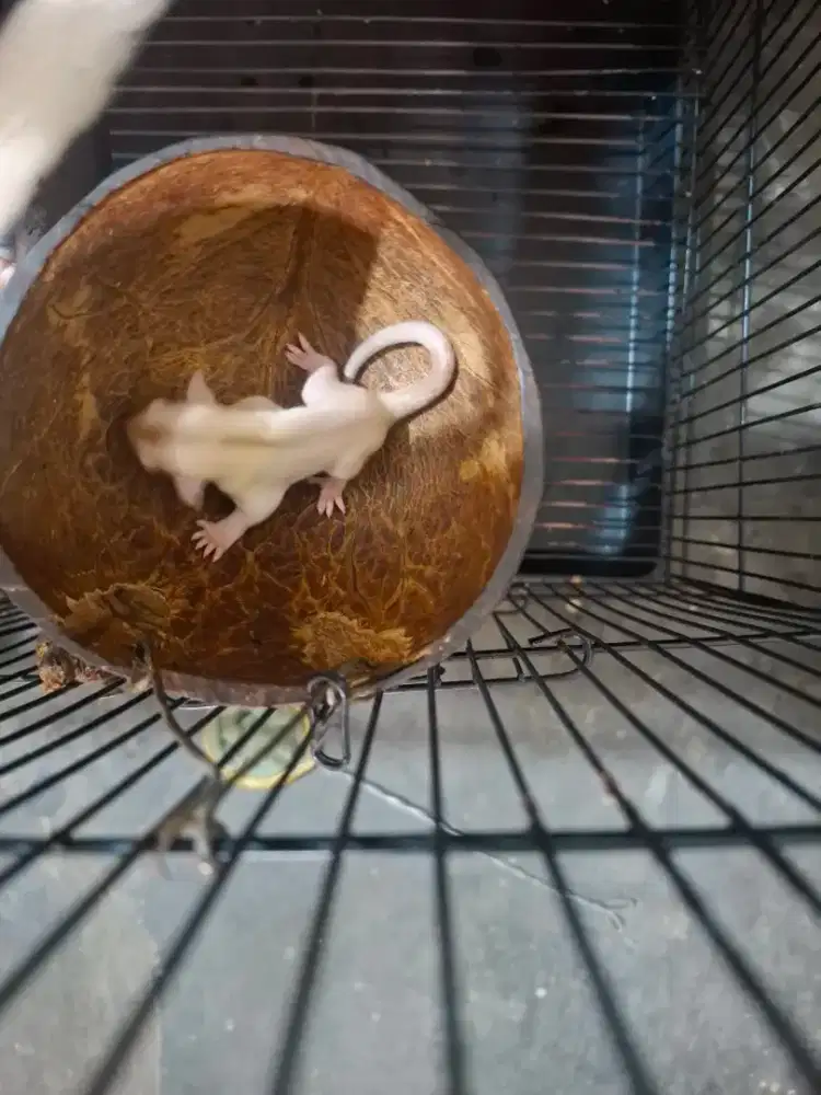 Sugar glider creamino