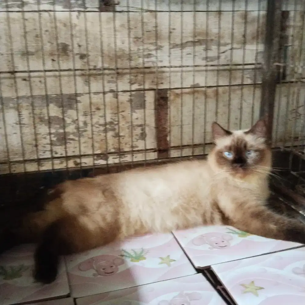 Indukan Himalaya proven