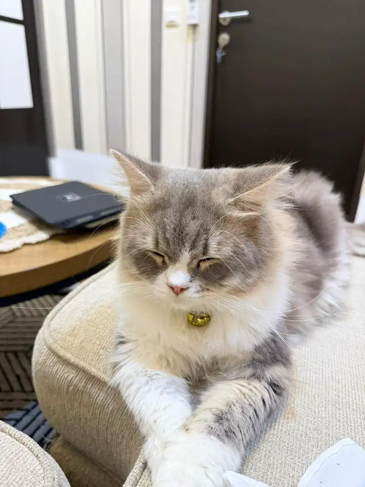 Kucing persia lucu berat 4,2 kg usia 10 bulan vaksin lengkap