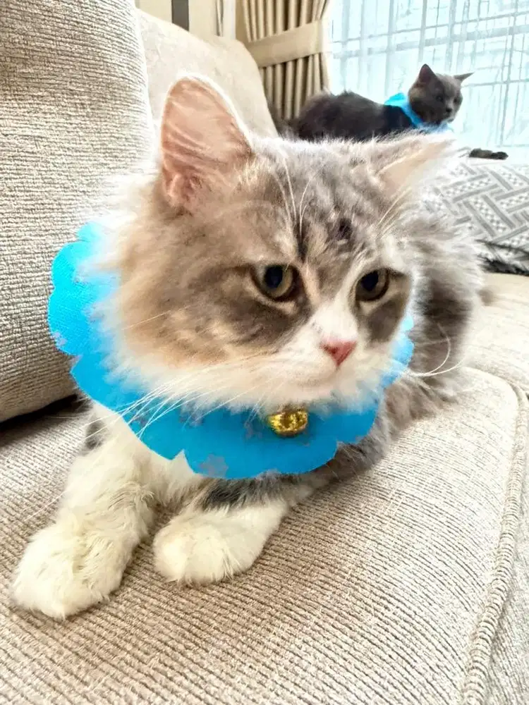 Kucing persia lucu berat 4,2 kg usia 10 bulan vaksin lengkap