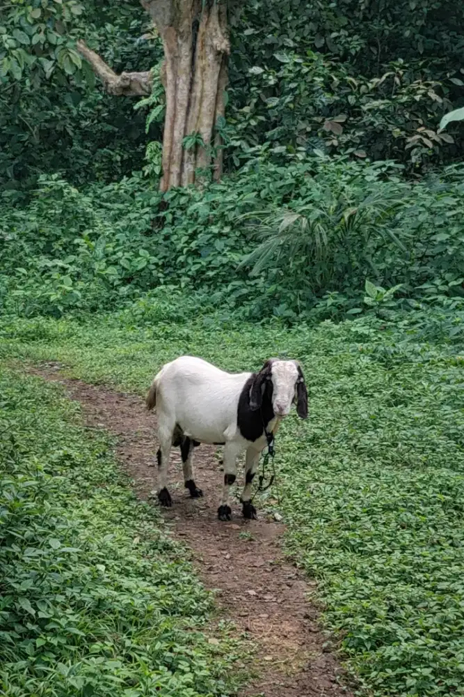 Kambing  Boer f4 jantan ada sertifikat usia 2 tahun
