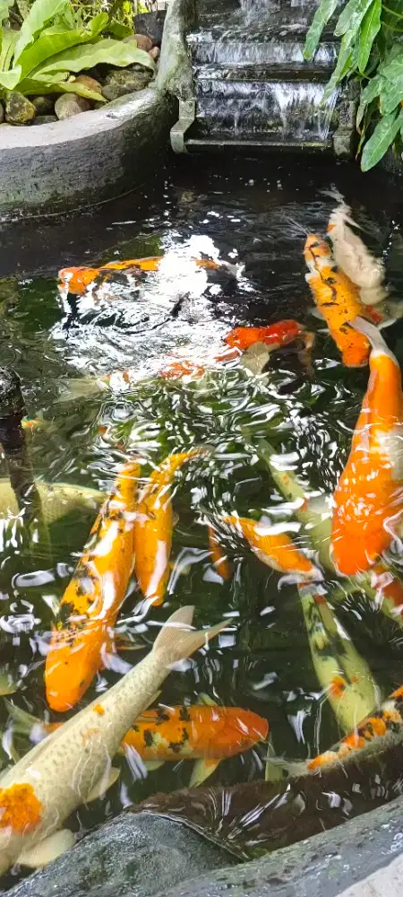 Ikan koi lokal aneka jenis ukuran 47 - 60 cm