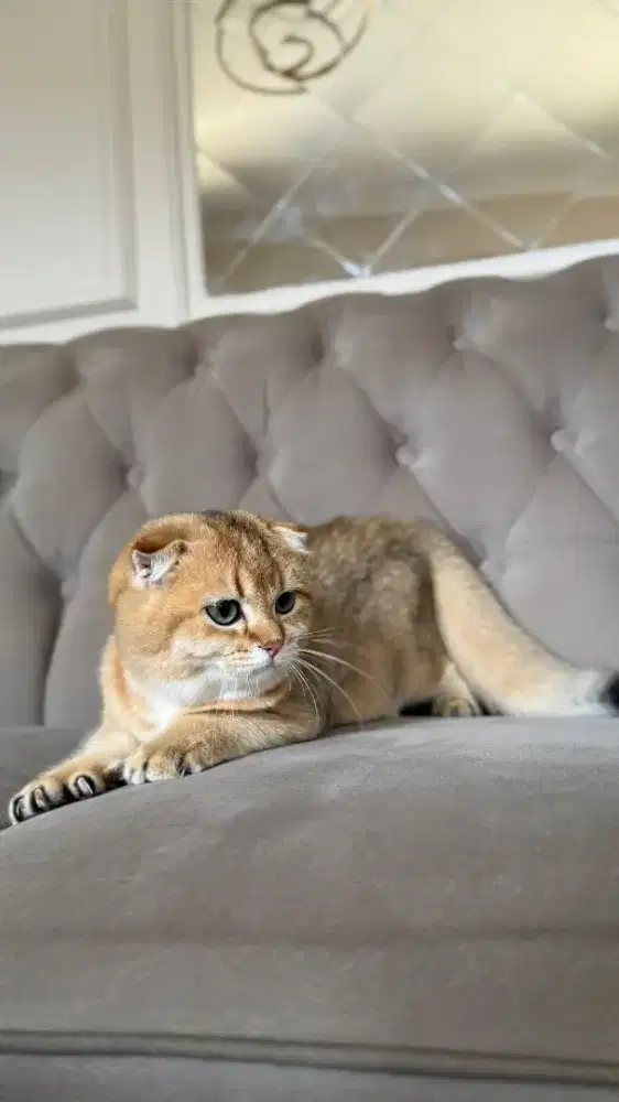 scottish fold golden jantan anak import