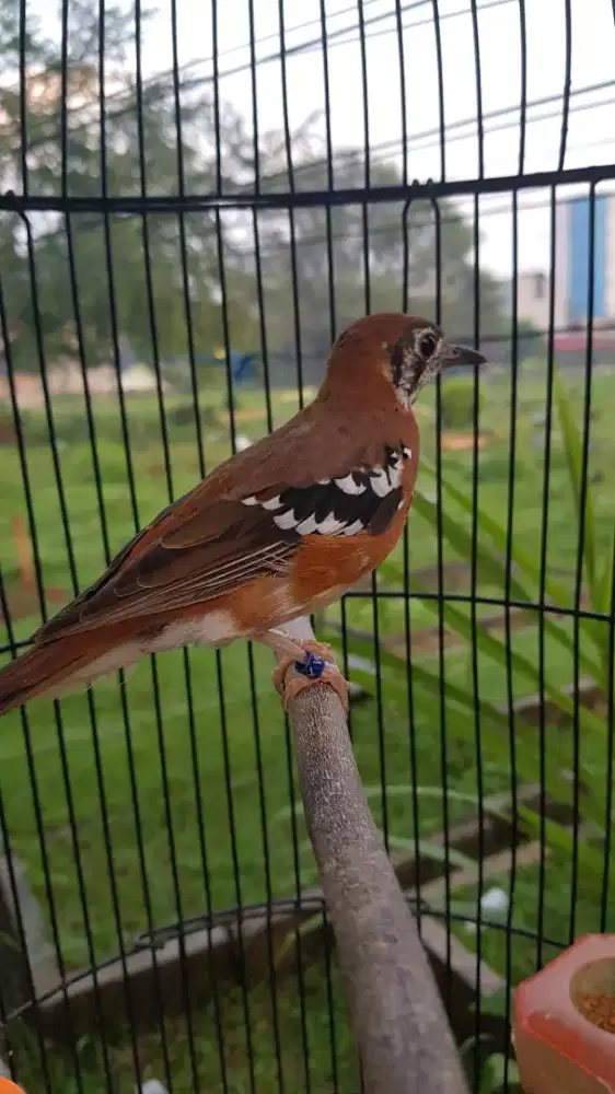 anis cendana ring bali