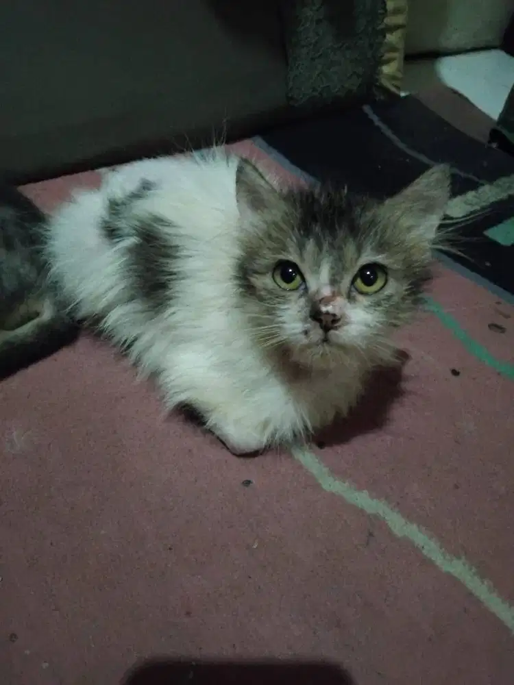 Adopsi anak kucing Persia