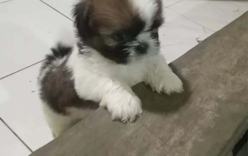 mini shihtzu betina