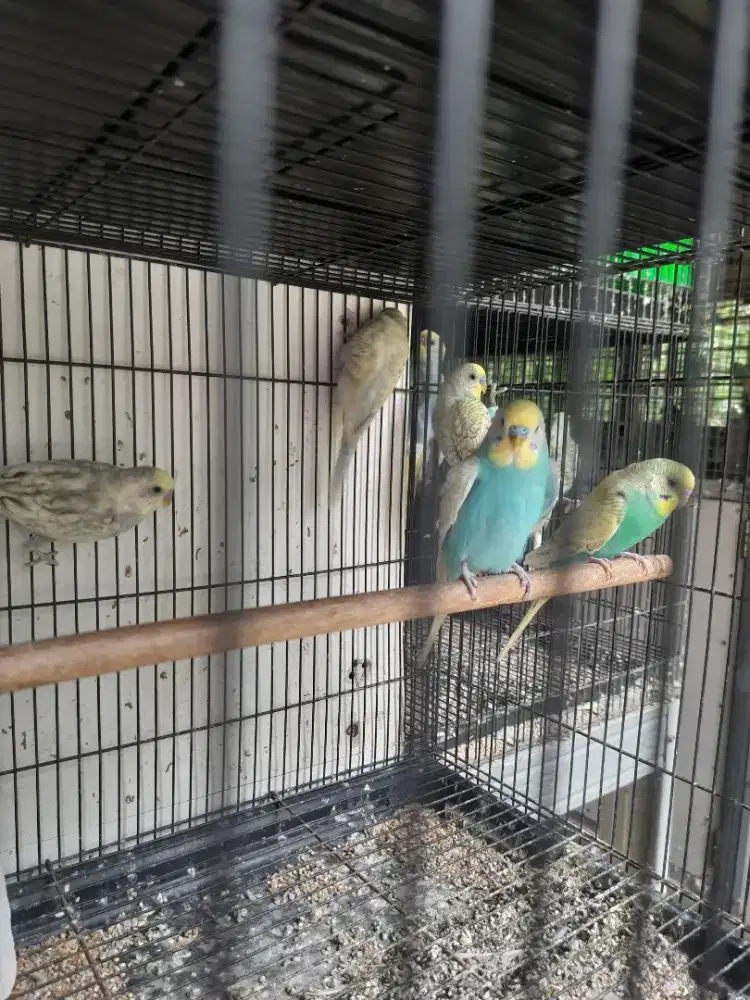 Burung parkit mutasi