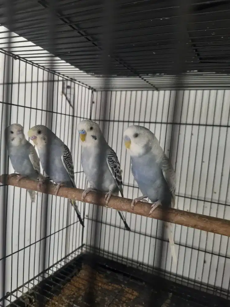 Burung Parkit Mauve / Grey