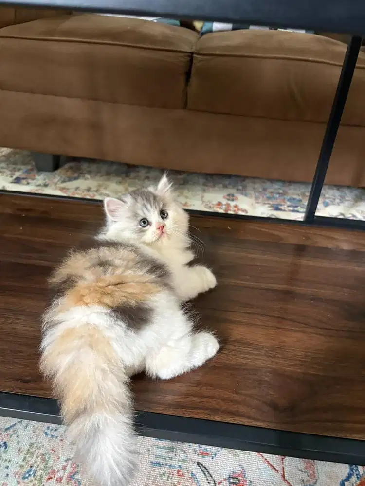 Peaknose x norwegian