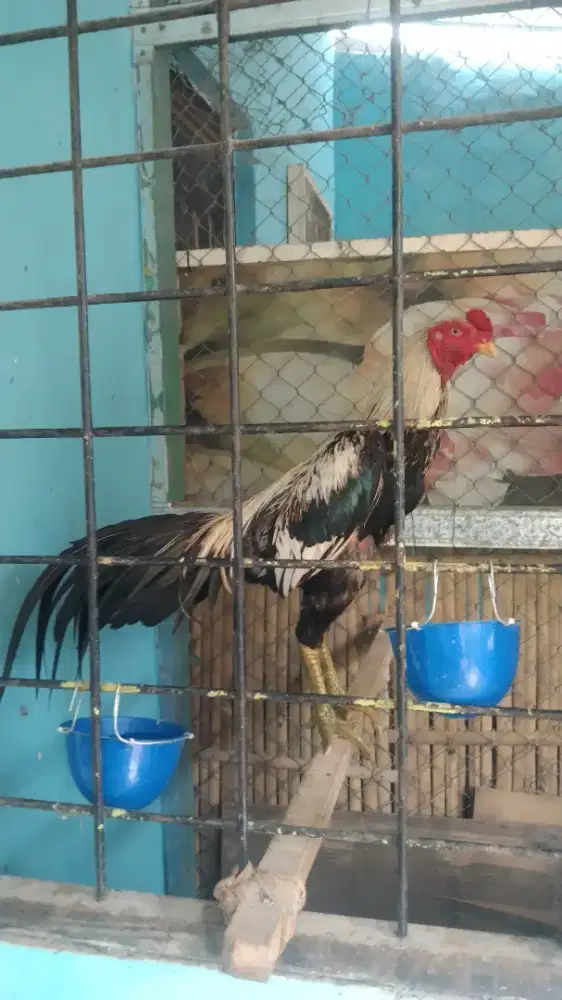 Ayam jago Bangkok pakhoy