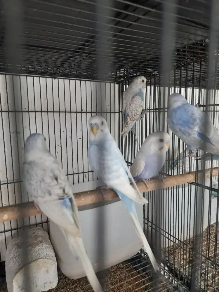Burung Parkit Spangle Sky Blue