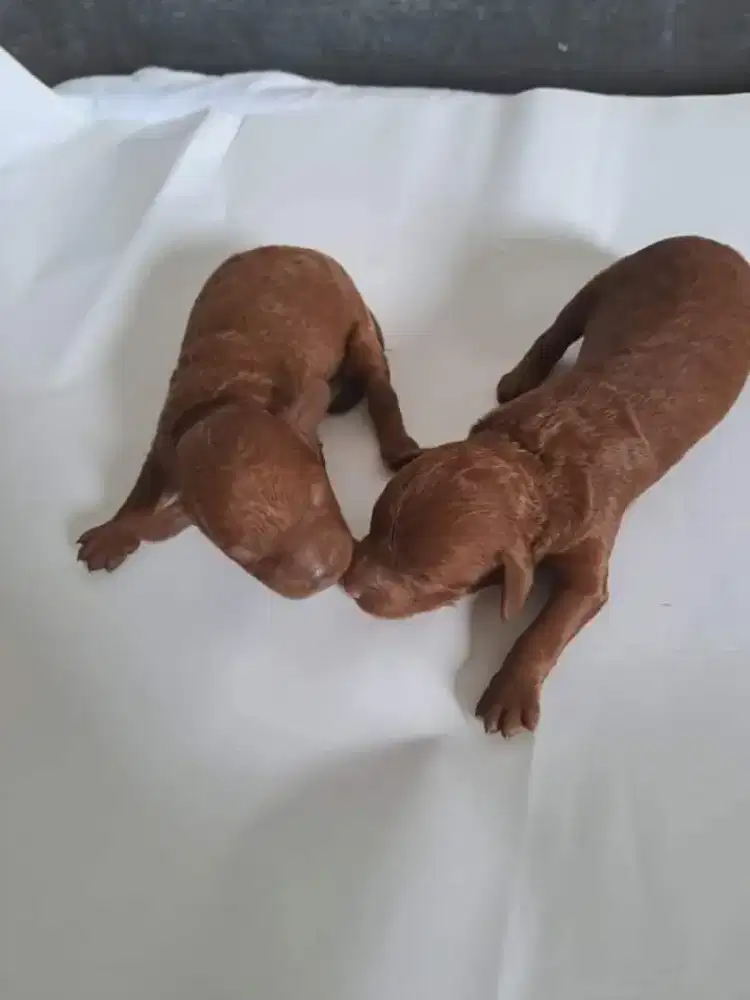 Poodle toy pure baru 3minggu