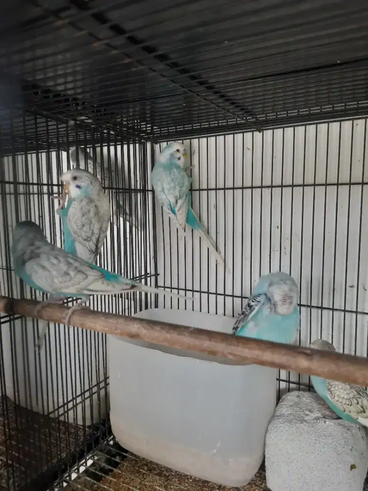 Burung Parkit Opaline Sky Blue
