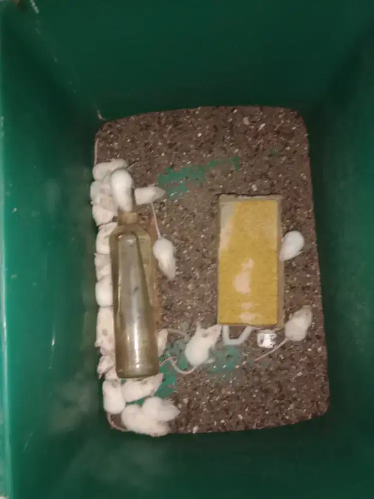 Mencit/rat pakan predator