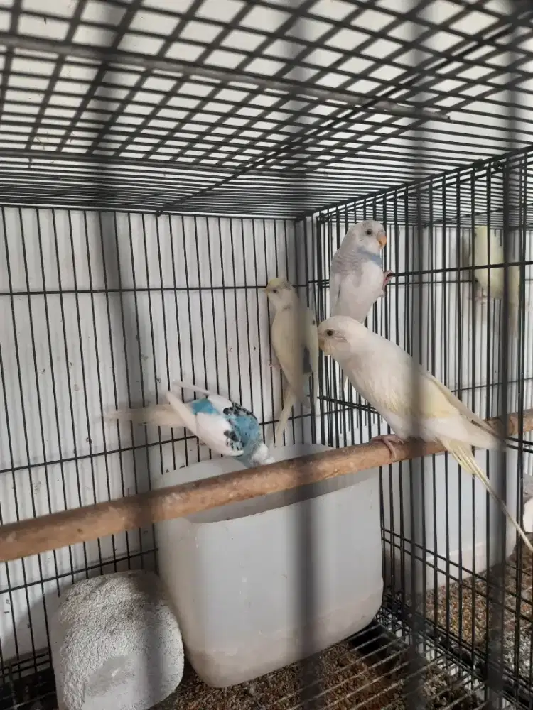 Burung Parkit Dompied