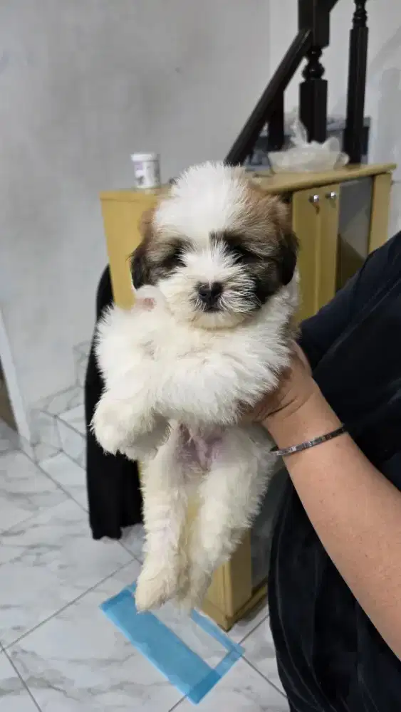 ANJING ANAK MALTESE & SHITZU