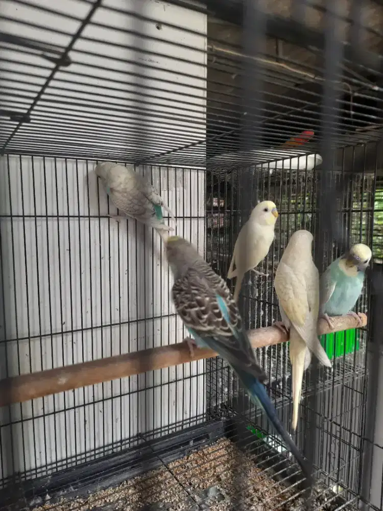 Burung Parkit Yellow Face