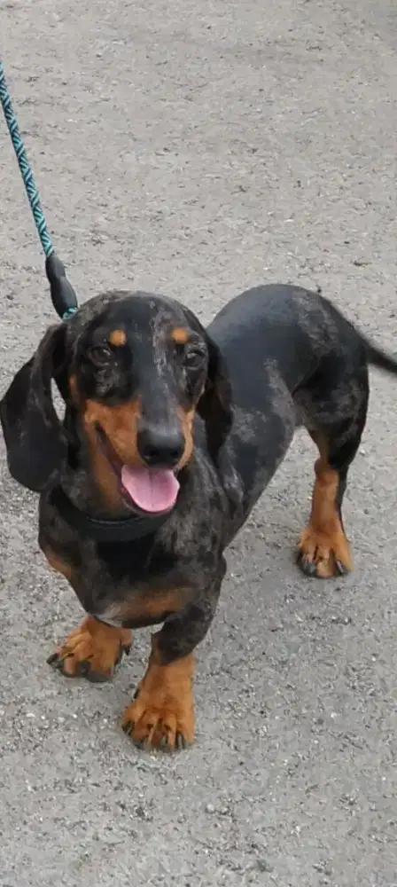 Dijual anjing ras mini dashchund/tekel/sosis