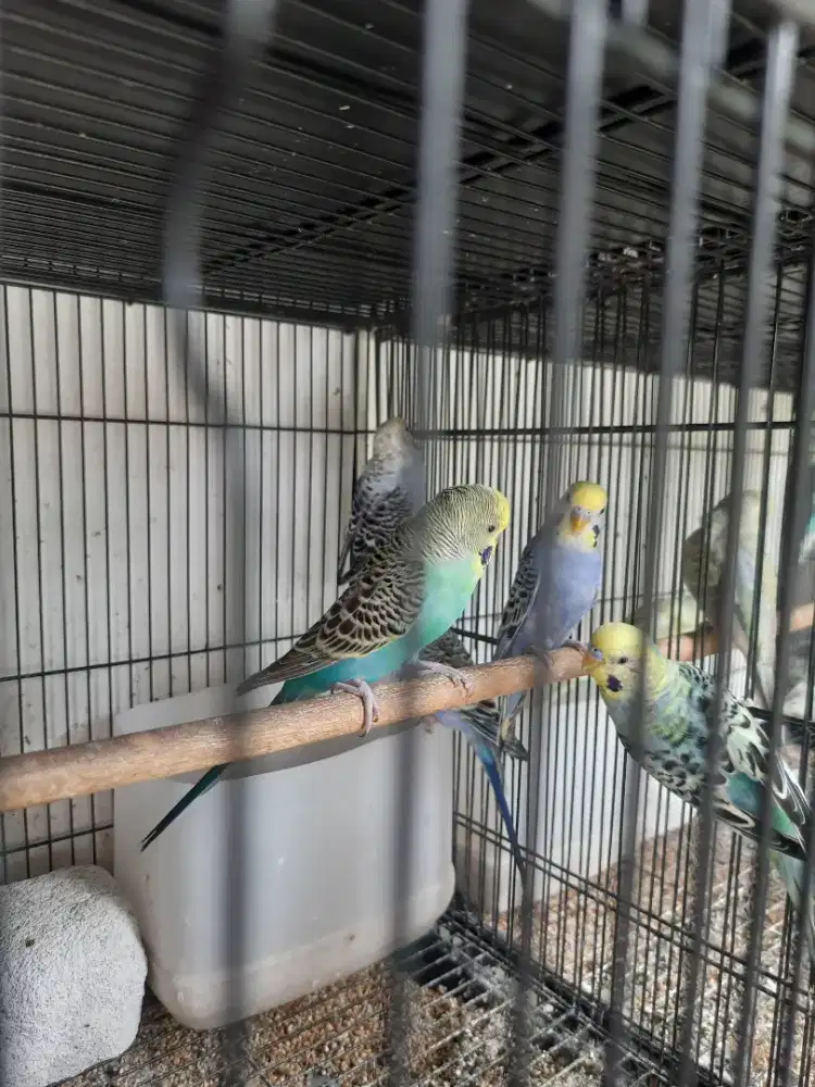 Burung Parkit Yellow Face