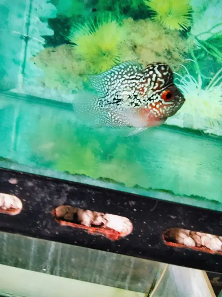 Louhan bonsai jenong crosshead