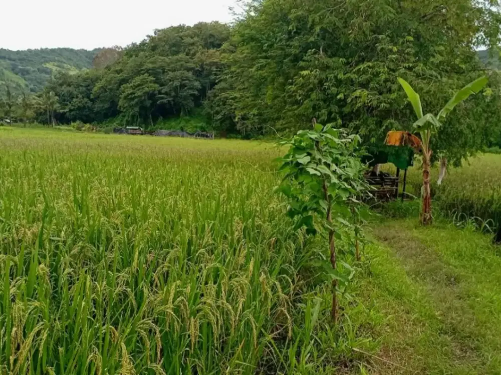 Tanah sawah produktif di Sekotong Tengah