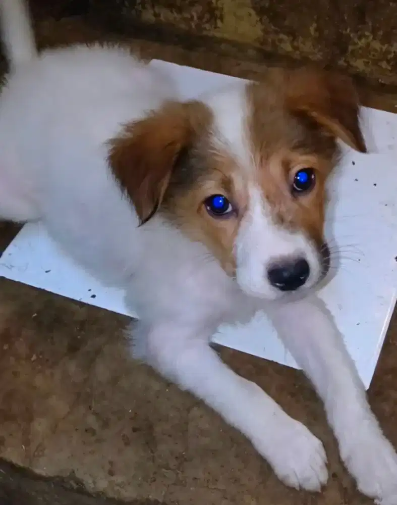 Anak anjing usia 3 bulan cewek