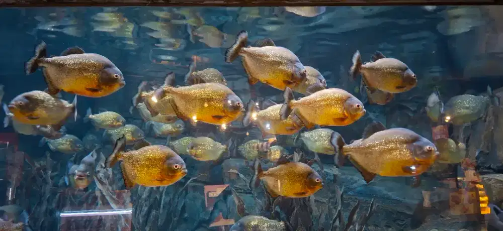 Di butuhkan Lowongan Arsitek Sipil (Proyek)