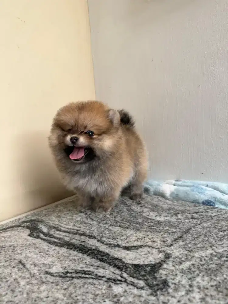 Anakan Minipom Pomeranian puppy usia 8week