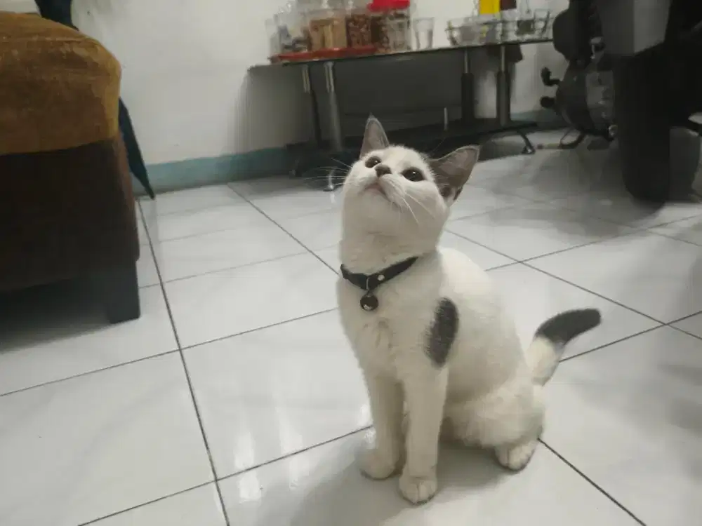 betina persia medium mix bsh short hair