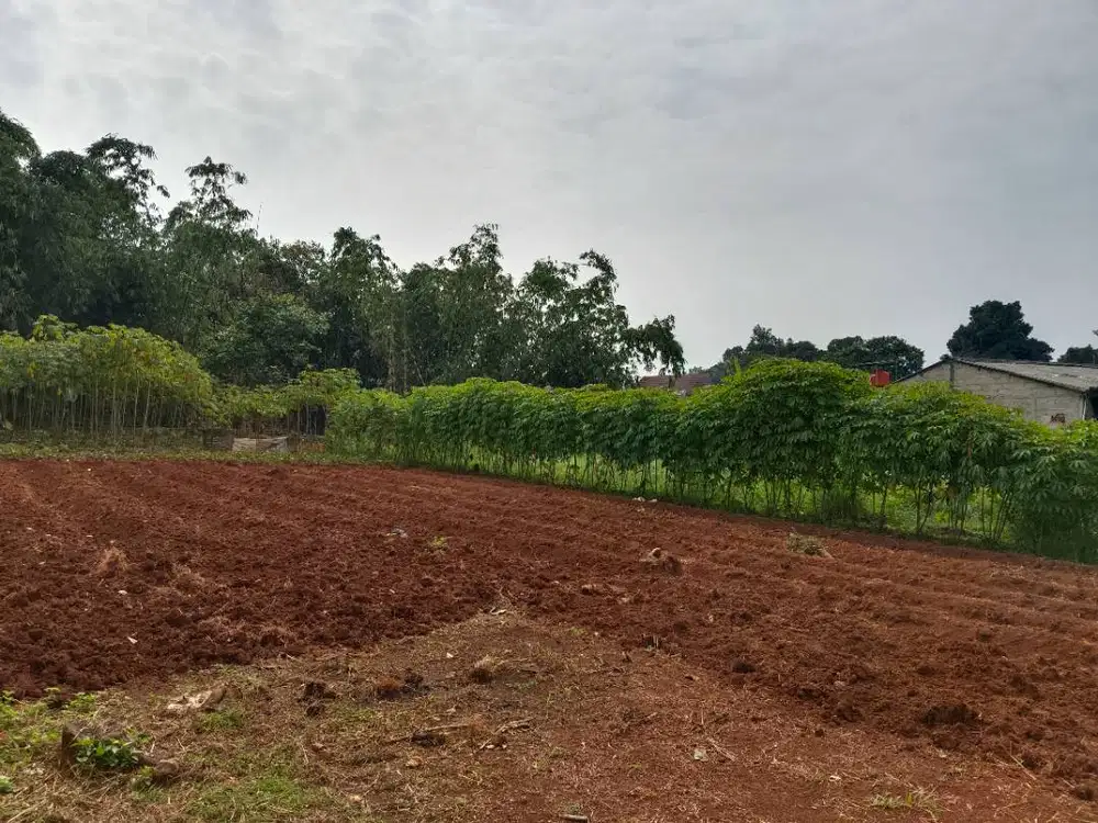 Tanah Dijual Kebun Luas