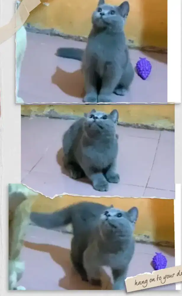 BSH Blue Betina dan Jantan