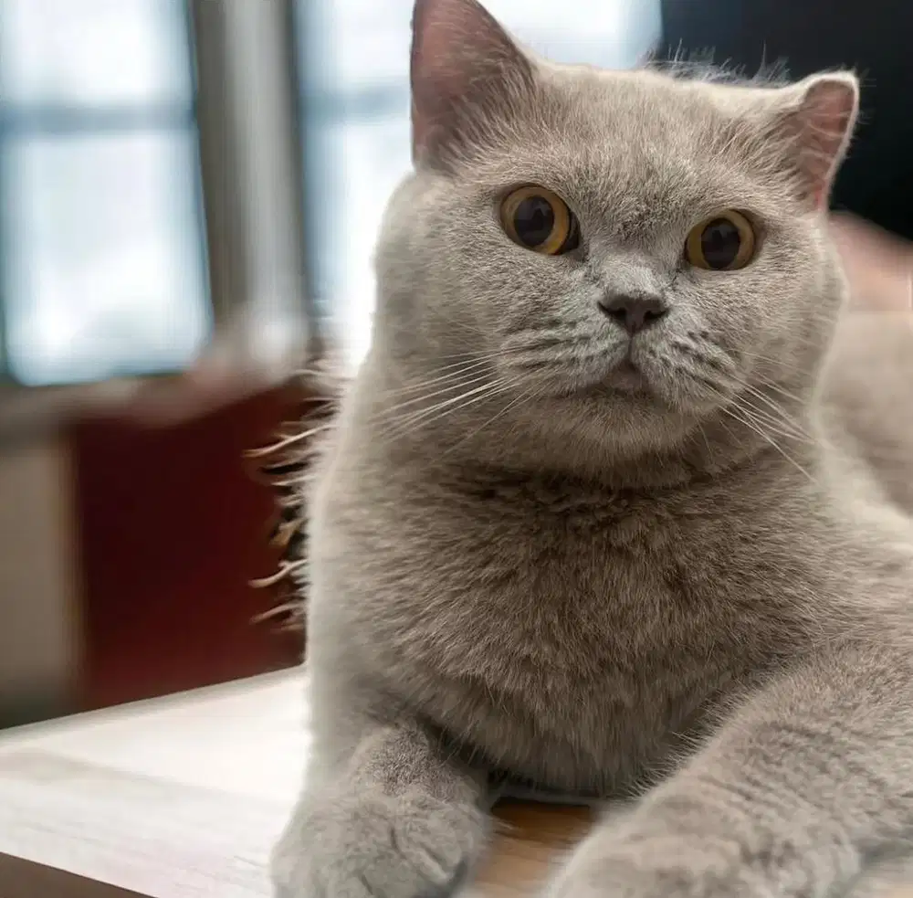 jual BSH betina 2,5th