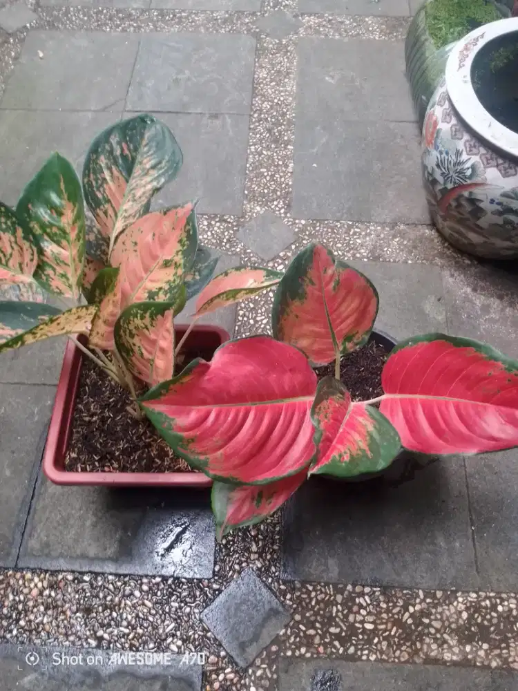 Jual tanaman algonema paketan