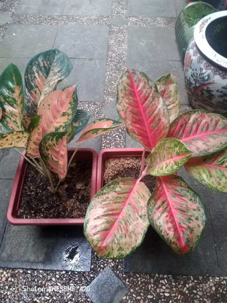 Jual tanaman algonema