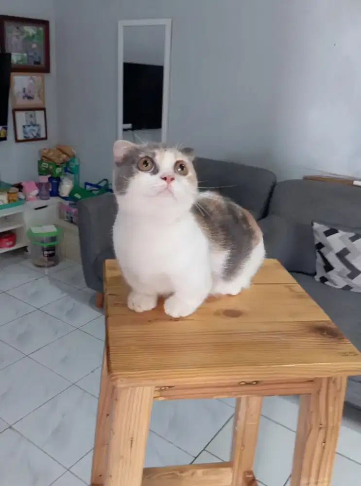 MUNCHKIN FOLD / GAELIC