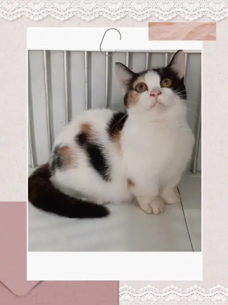 Munchkin BSH Calico Betina