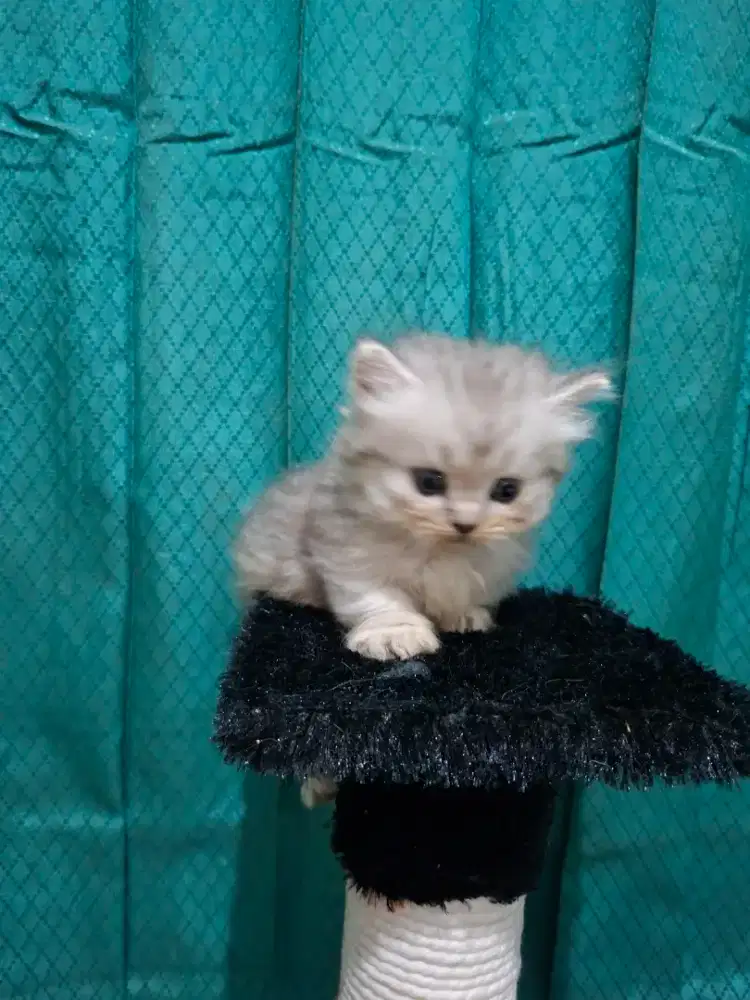 BSH | BLH Munchkin Scottish (Single Ear) | Betina