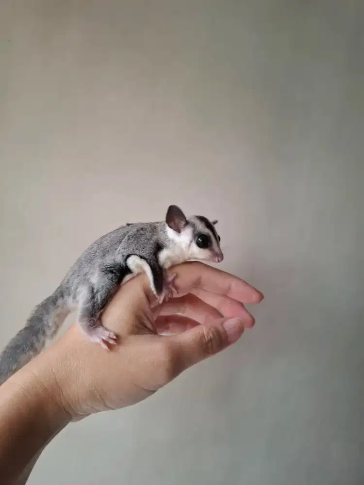 Sugar Glider Joey White Face